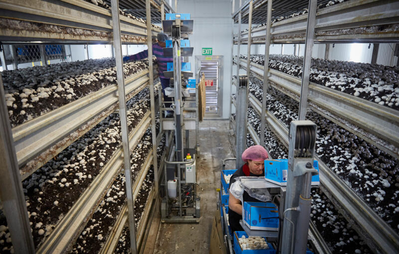 Australian Mushroom Growers The Crop That Is Taking Off 